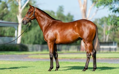 Pedigree Update For Inglis Classic Dundeel Colt