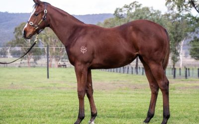 Lot 322: Hellbent x Very Angry Girl filly