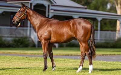 Lot 165: Pierro x Arcadia Delight colt