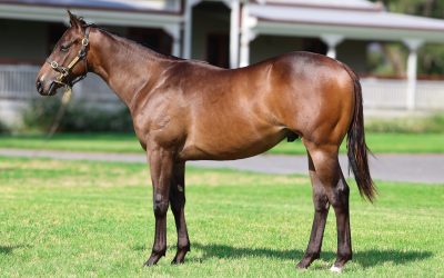 Lot 224: Zousain x Fish Dive colt