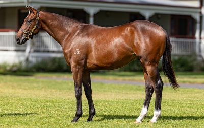 Lot 28: Tassort x Tiersamo colt