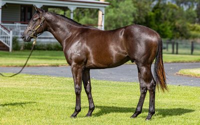 Lot 341: Capitalist x Dyslexic, by Foxwedge colt