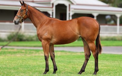 Lot 502: Bivouac x Our Sweet Sydni filly