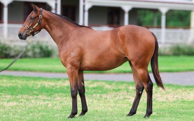 Lot 561: Acrobat x R H Danceing Queen filly