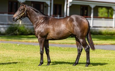 Lot 599: Portland Sky x Lil’ Angel colt