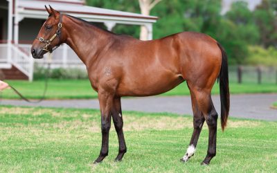 Lot 709: North Pacific x Taste Of Money filly