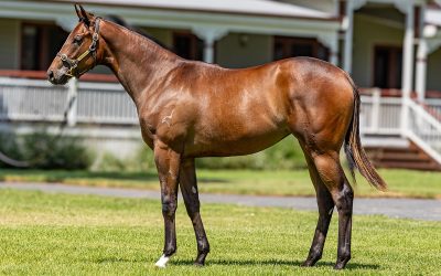 Lot 746: Russian Revolution x Orabelle filly